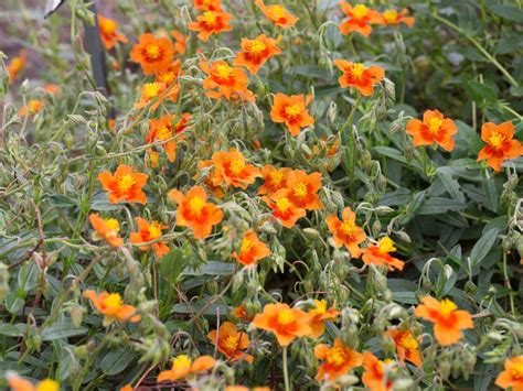 helianthemum bronze teppich